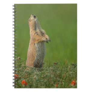 Cuaderno EE. UU., Dakota del Sur, Parque Estatal Custer