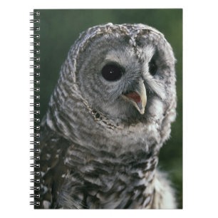 Cuaderno EE. UU., Estado de Washington. Búho Barreteado (St