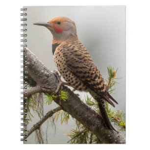 Cuaderno EE. UU., Estado de Washington. Macho de Carpintero