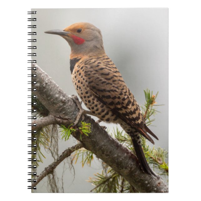 Cuaderno EE. UU., Estado de Washington. Macho de Carpintero (Frente)