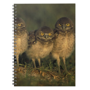 Cuaderno EE. UU., Florida, Cape Coral. Tres búhos de madrig
