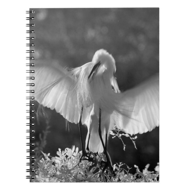 Cuaderno EE. UU., Florida, Gran Garza Blanca (Ardea alba) i (Frente)