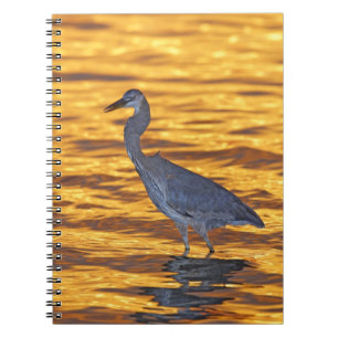 Cuaderno EE. UU., Florida, St. Petersburg, Fort De Soto Par