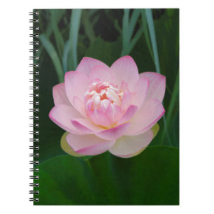 Cuaderno EE. UU., Kansas, Nenúfar de agua rosa