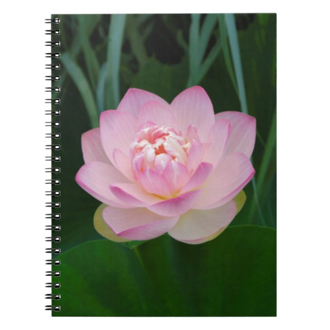 Cuaderno EE. UU., Kansas, Nenúfar de agua rosa (Frente)
