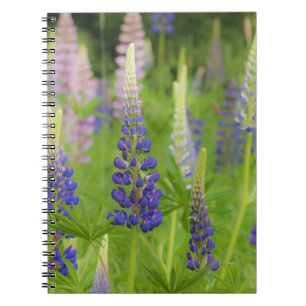 Cuaderno EE.UU., Maine, Parque Nacional Acadia. Campo de