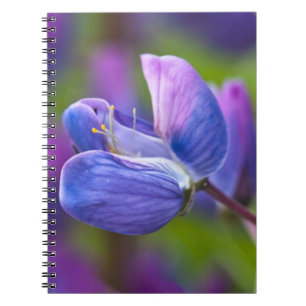 Cuaderno EE. UU., Maine, Parque Nacional Acadia. Primer pla