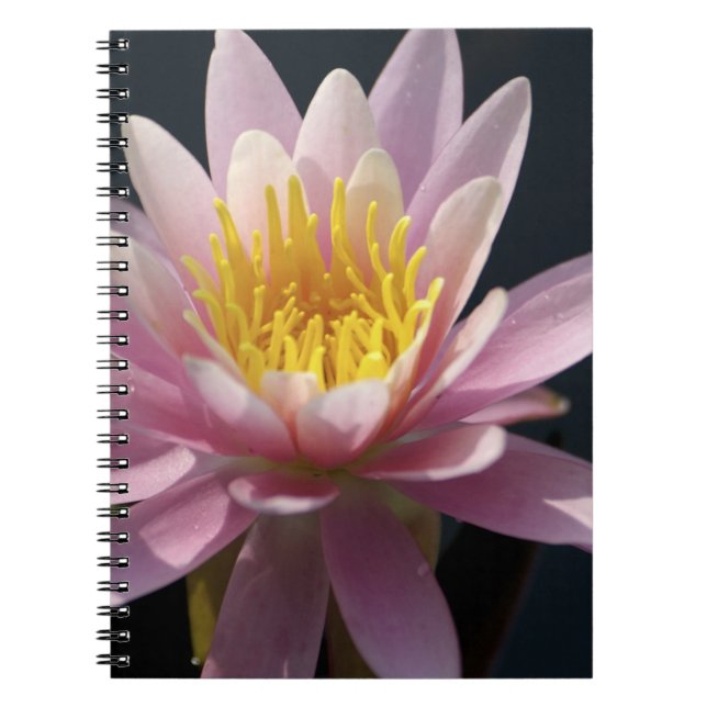 Cuaderno EE. UU., Massachusetts, Great Barrington, hoja de  (Frente)