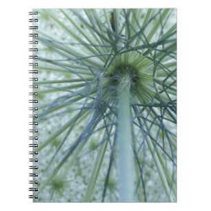 Cuaderno EE. UU., Michigan. Encaje de la Reina Ana visto de