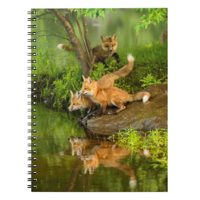 Cuaderno EE. UU., Minnesota, Sandstone, Fauna de Minnesota (Frente)
