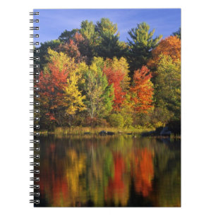 Cuaderno EE. UU., New Hampshire, Moultonborough. Árboles en