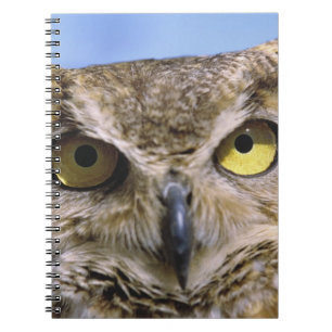 Cuaderno EE. UU., Oregón, Bend. Los búhos cornudos son comu