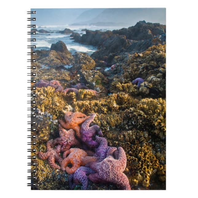 Cuaderno EE. UU., Oregón. Estrellas de mar y estrellas de m (Frente)