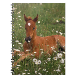 Cuaderno EE. UU., Oregón, Poni Árabe.
