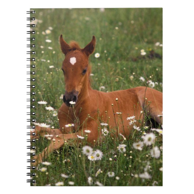 Cuaderno EE. UU., Oregón, Poni Árabe. (Frente)