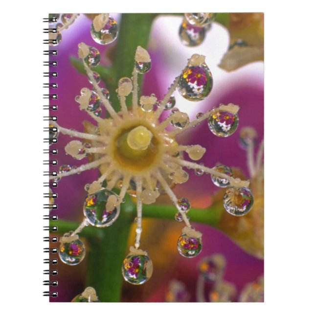 Cuaderno EE. UU., Oregón, Portland. Flores de cosmos se ref (Frente)