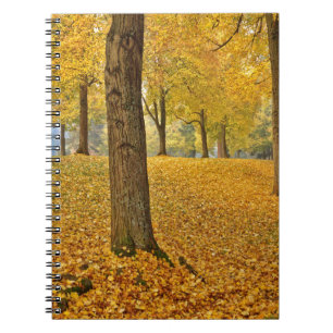 Cuaderno EE. UU., Oregón, Portland. Tilos americanos