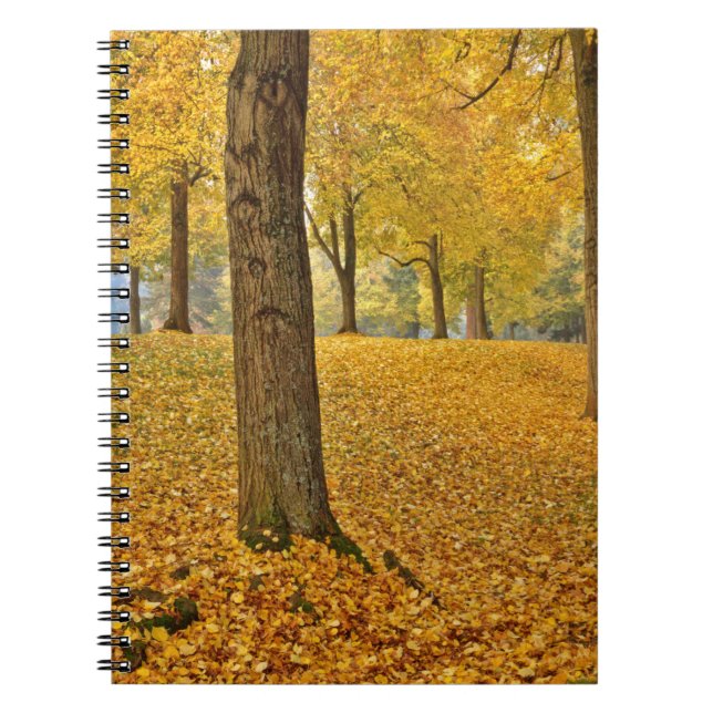 Cuaderno EE. UU., Oregón, Portland. Tilos americanos (Frente)