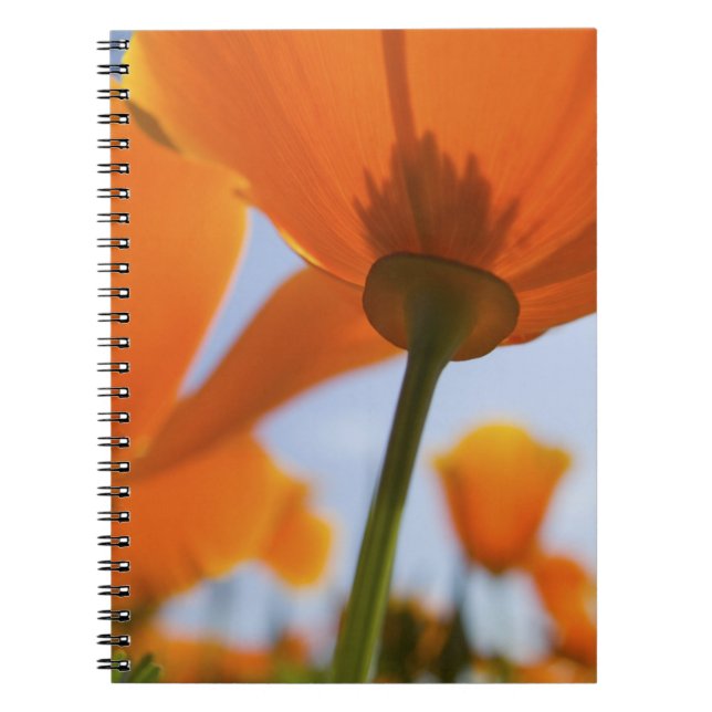Cuaderno EE. UU., Oregón, Valle de Willamette, Primer plano (Frente)
