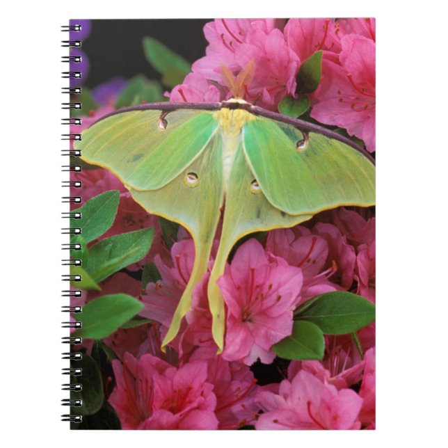 Cuaderno EE. UU., Pensilvania. Polilla luna en clemátide ro (Frente)