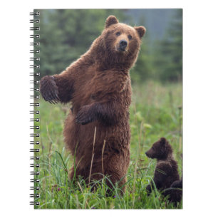 Cuaderno EE. UU., sureste de Alaska, oso pardo y cría