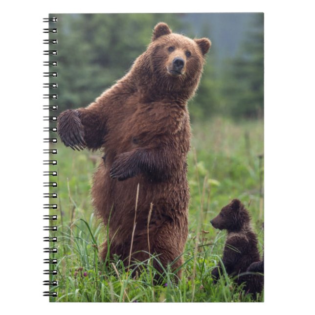 Cuaderno EE. UU., sureste de Alaska, oso pardo y cría (Frente)