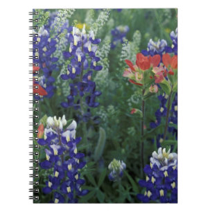 Cuaderno EE. UU., Texas Hill Country. Bluebonnets y