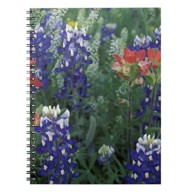 Cuaderno EE. UU., Texas Hill Country. Bluebonnets y (Frente)