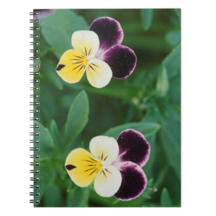 Cuaderno EE. UU., Utah, Cache Valley, Johnny Jump Up
