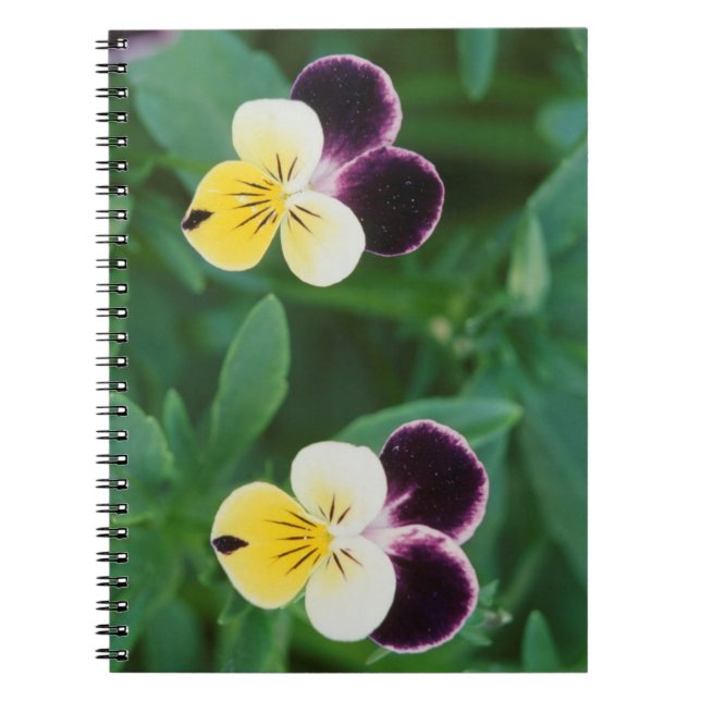 Cuaderno EE. UU., Utah, Cache Valley, Johnny Jump Up (Frente)
