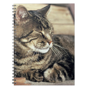 Cuaderno EE. UU., Utah, Parque Nacional Capitol Reef. Gato 