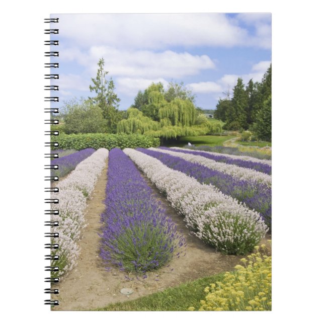 Cuaderno EE.UU., WA, Sequim, Granja de lavanda de niebla pú (Frente)