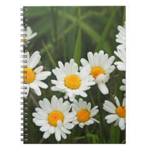 Cuaderno EE.UU., Washington, Seattle, Puget Sound 3