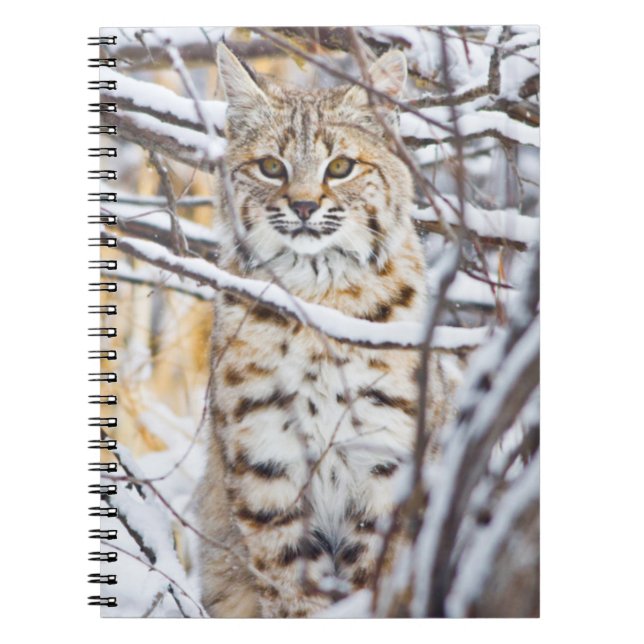 Cuaderno EE.UU., Wyoming, Bobcat (Frente)