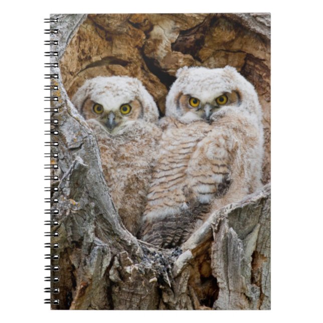 Cuaderno EE.UU., Wyoming, Parque Nacional del Gran Tetón (Frente)