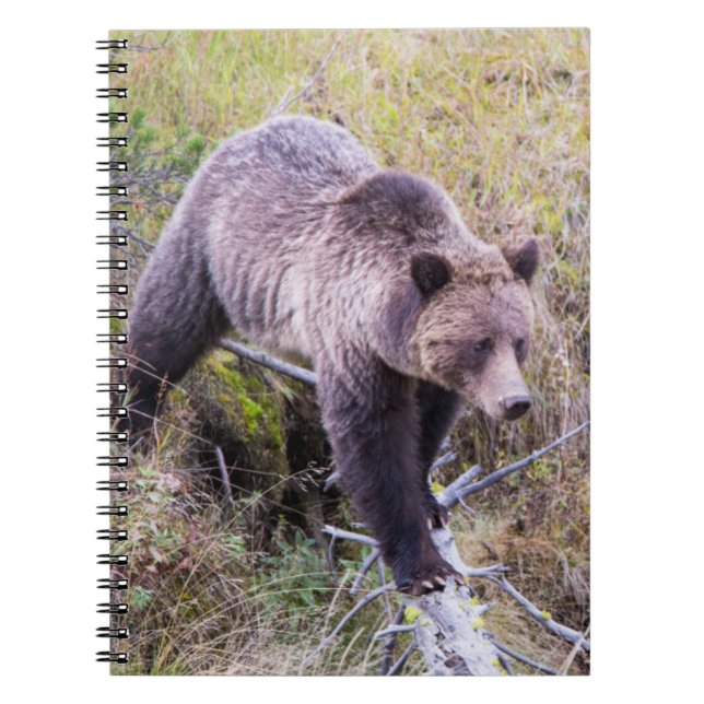 Cuaderno EE.UU., Wyoming, Parque Nacional Yellowstone, Griz (Frente)