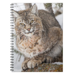 Cuaderno EE. UU., Wyoming, Parque Nacional Yellowstone, Lin