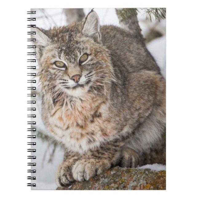 Cuaderno EE. UU., Wyoming, Parque Nacional Yellowstone, Lin (Frente)