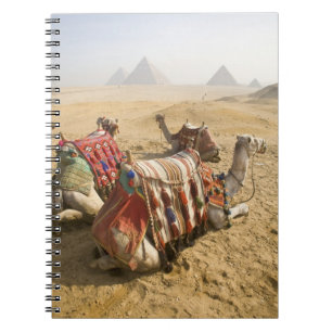 Cuaderno Egipto, El Cairo. Camellos descansando