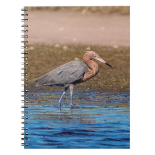 Cuaderno Egret Reddish en North Beach