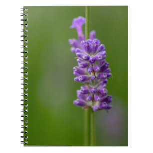 Cuaderno Ein beruhigender Hauch von Lavendel...