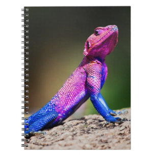 Cuaderno El Agama de cabezo chata de Mwanza en roca