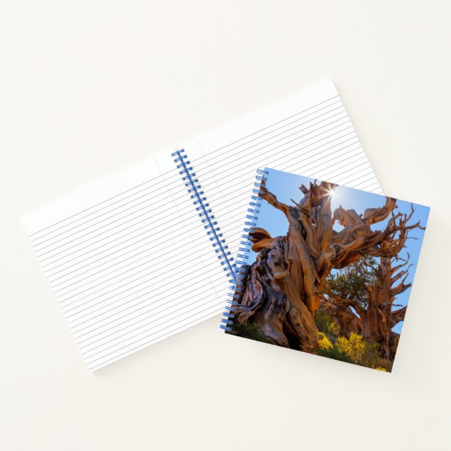 Cuaderno El Árbol Centinela (Interior)