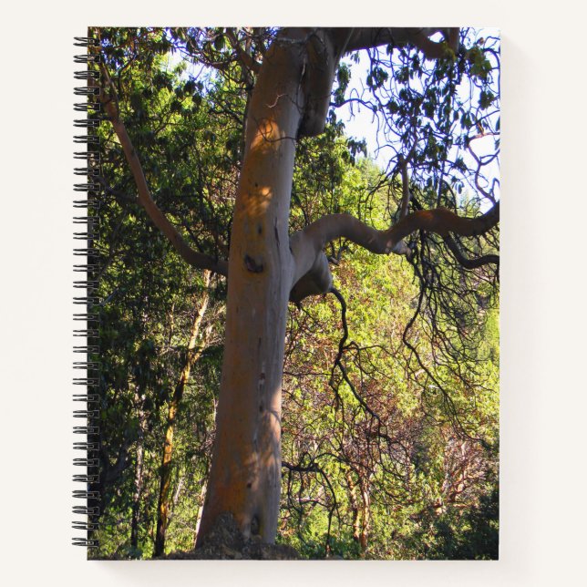Cuaderno El árbol embrujado...... (Anverso)