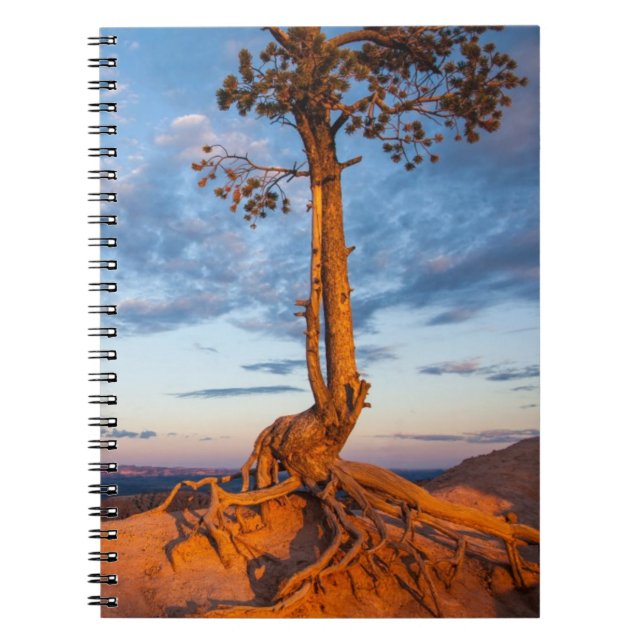 Cuaderno El árbol se aferra en la repisa, parque nacional (Frente)