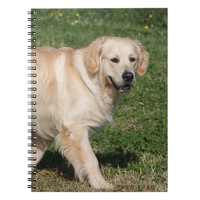 Cuaderno El caminar del golden retriever (Frente)