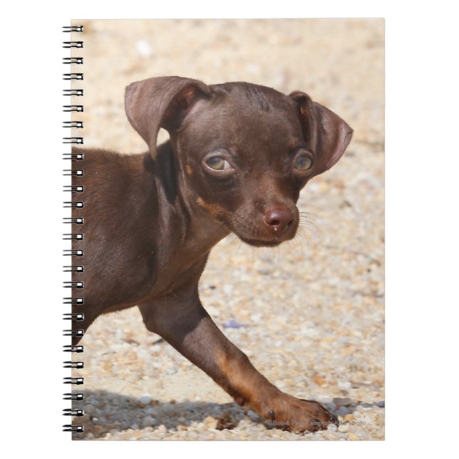 Cuaderno El caminar del perrito de la chihuahua (Frente)