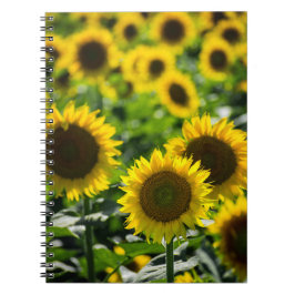 Cuaderno - El Campo de Girasoles