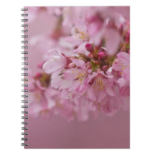 Cuaderno El cerezo sakura florece con reflexiones rosa páli