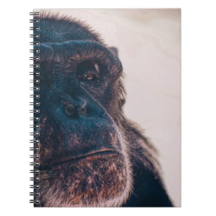 CUADERNO EL CHIMPANZO MÁS ANTIGUO